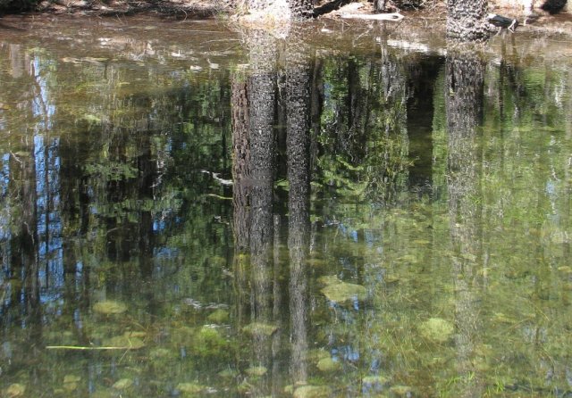 Lily Pond